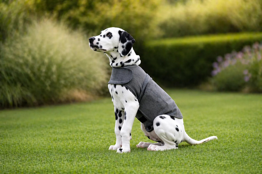 PaxiWrap™ Dog Anxiety Relief Vest